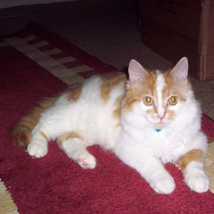 Meet your Posher, Renee